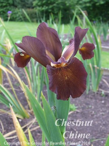 spuria Chestnut Chime 